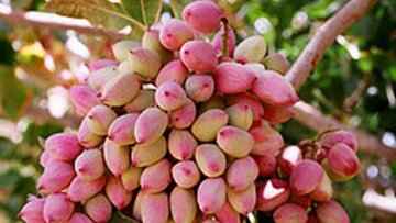 سطح زیرکشت  باغات پسته همدان به ۴۰۴ هکتار رسید