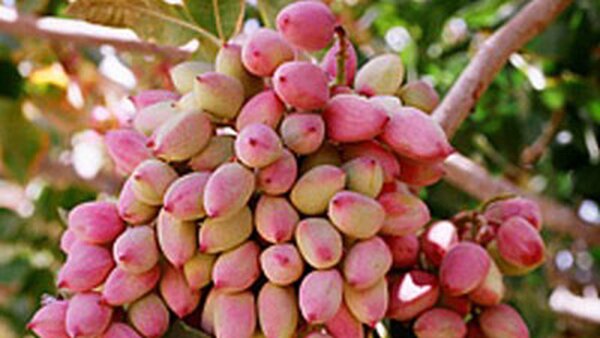 سطح زیرکشت  باغات پسته همدان به ۴۰۴ هکتار رسید