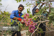 پیش‌بینی برداشت ۹ هزار تن پسته در قم