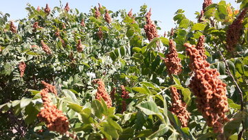 تولید سالیانه ۶۵ تن سماق در همدان