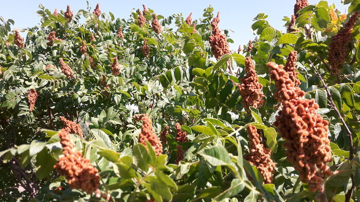 تولید سالیانه ۶۵ تن سماق در همدان