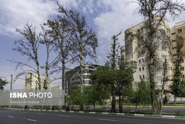 خشک شدن هزاران چنار در کرج