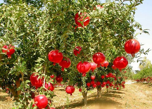 پیش‌بینی برداشت ۱۸۰۰ تن انار از باغات گچساران