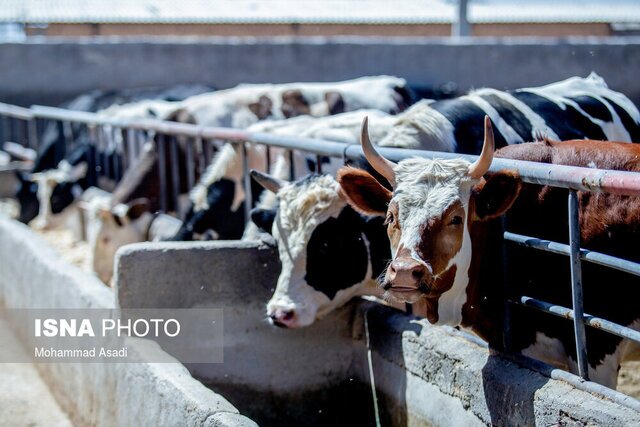 پرداخت ۲۰۰۰ میلیارد تومان تسهیلات به واحدهای دام و طیور البرز
