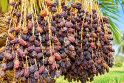 خشکیدگی خوشه، بزرگ‌ترین چالش تولید خرما در ایران