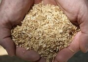 آغاز ثبت‌نام عرضه‌کنندگان سبوس گندم در سامانه بازارگاه در فارس