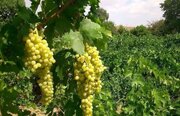 برداشت بیش از ۱۰ هزار تن انگور از باغات مرودشت