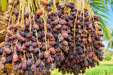 خشکیدگی خوشه، بزرگ‌ترین چالش تولید خرما در ایران