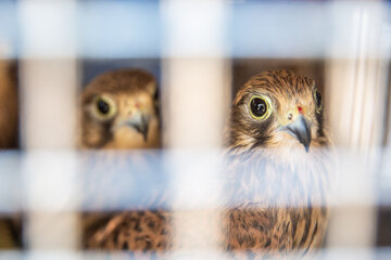 رها سازی پرندگان شکاری در حاشیه تالاب بهشت معصومه قم