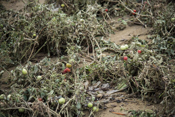 محصولات زراعی یک کشاورز بعد از سیل در روستای اسبوکلا ساری