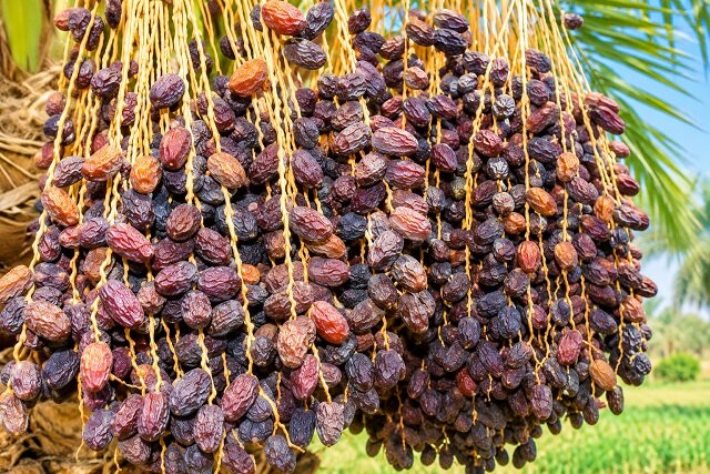 خشکیدگی خوشه، بزرگ‌ترین چالش تولید خرما در ایران