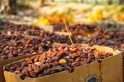 فرماندار: شادگان دارای ظرفیت بالای کشاورزی در خوزستان است