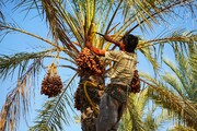 برداشت ٢۰ هزار تن خرما از نخیلات شادگان