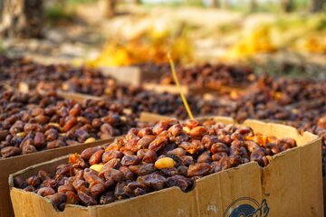 فرماندار: شادگان از مناطق مهم و دارای ظرفیت بالای کشاورزی در خوزستان است