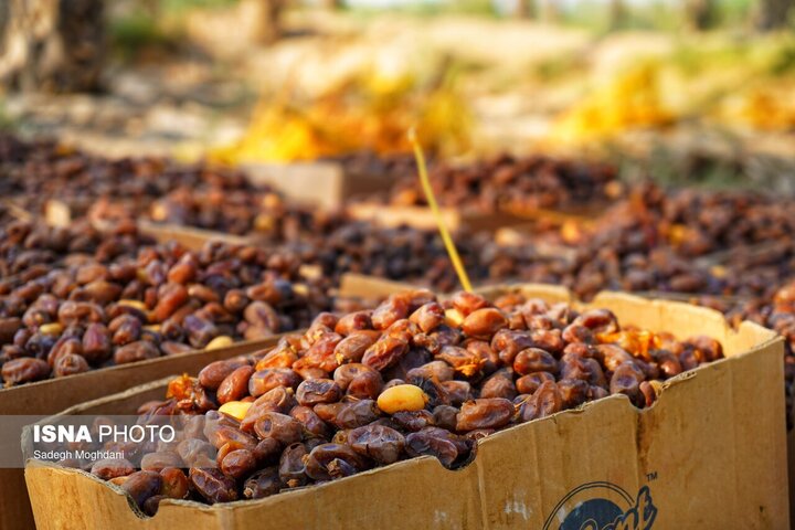 فرماندار: شادگان از مناطق مهم و دارای ظرفیت بالای کشاورزی در خوزستان است