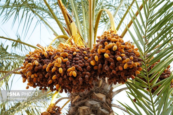 آغاز برداشت خرما از نخلستان‌های شهرستان مهران