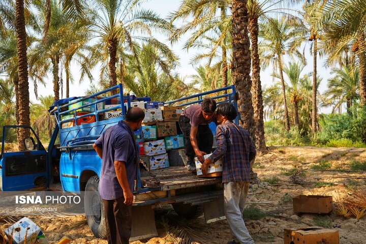 از نخل و خرما تا انگور و کنجد؛ ظرفیت‌های رویدادمحور شهرستان کارون معرفی می‌شوند