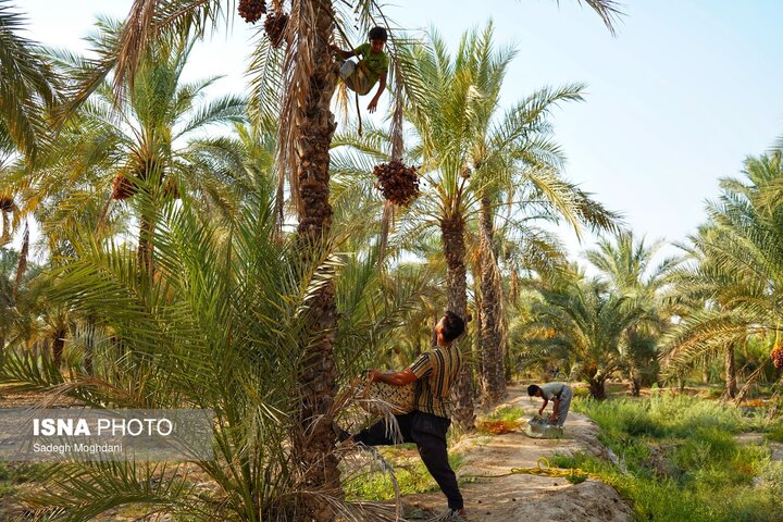 آغاز فاز نخست طرح ملی مدیریت آفات نخیلات در سیستان و بلوچستان با حمایت فائو