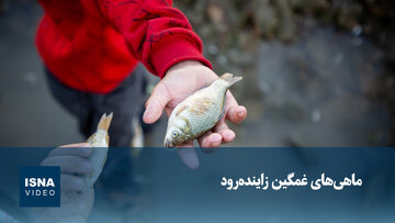 ویدیو/ ماهی‌های غمگین زاینده‌رود