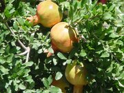 برداشت ۳۱ هزار تن انار از باغ‌های سیستان و بلوچستان/ شناسایی ۳۴ رقم انار بومی در استان