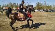 شو سواره اصیل اسبان ایرانی در رفسنجان برگزار می‌شود