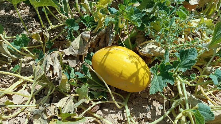 «چاویز»؛ الگویی از توسعه پایدار روستایی و گردشگری در ایلام