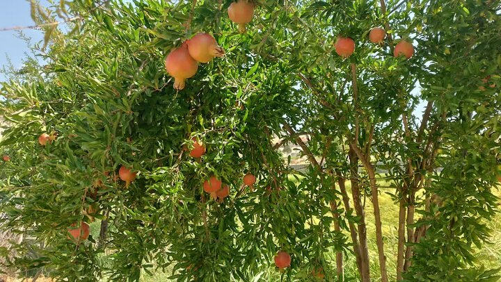«چاویز»؛ الگویی از توسعه پایدار روستایی و گردشگری در ایلام