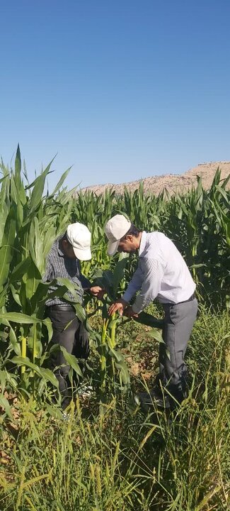 پایش مزارع ابتکاری سیب‌زمینی بذری و ذرت ایوان