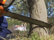 تشکیل کارگروه شهرستانی برای ساماندهی دپوی چوب و جلوگیری از قطع بی‌رویه اشجار در نهاوند