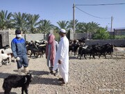 خدمات جهادی دامپزشکی در مناطق روستایی و عشایری مهرستان
