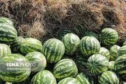 برداشت ۱۲۰ تن هندوانه در هکتار با استفاده از آب شور در نزدیکی مرز پاکستان