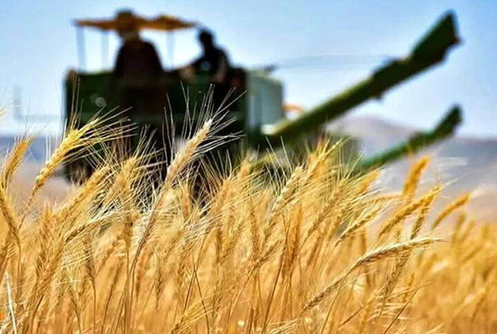 همدان؛ هشتمین استان برتر کشور در خرید تضمینی گندم