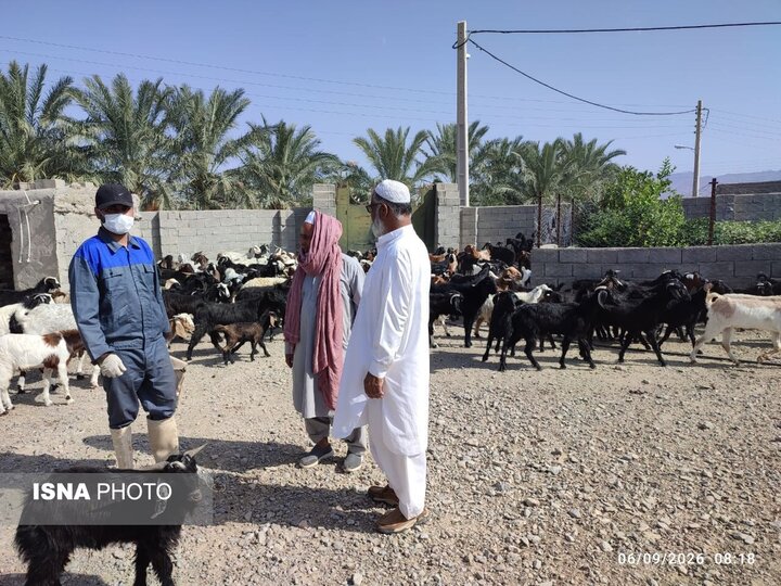 خدمات جهادی دامپزشکی در مناطق روستایی و عشایری مهرستان
