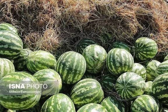برداشت ۱۲۰ تن هندوانه در هکتار با استفاده از آب شور در نزدیکی مرز پاکستان