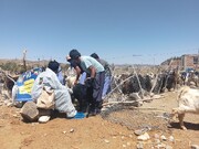 پوشش پیشگیرانه بیماری در بیش از ۷ هزار رأس دام در اردوی جهادی دامپزشکی خاش