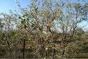 شناسایی خشکیدگی درختان جنگلی با هوش مصنوعی