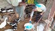 طیور بومی کرمانشاه علیه نیوکاسل واکسینه شدند