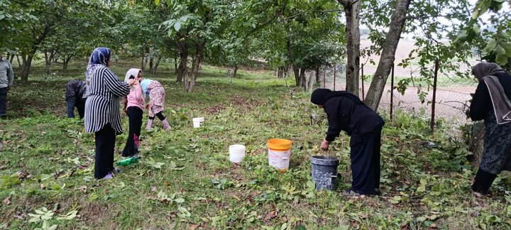 تداوم آیین سنتی برداشت گردو در هزارجریب بهشهر و درختانی که دوقرن ایستادهاند