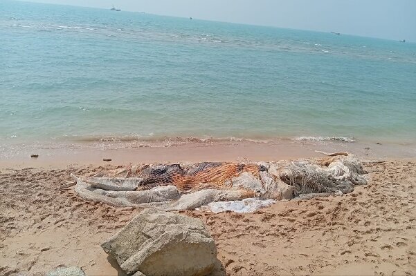 خبر مدیرکل محیط زیست هرمزگان: برخورد با شناور، علت مرگ نهنگ ۱۰ تنی در بندرچارک بود – ایسنا