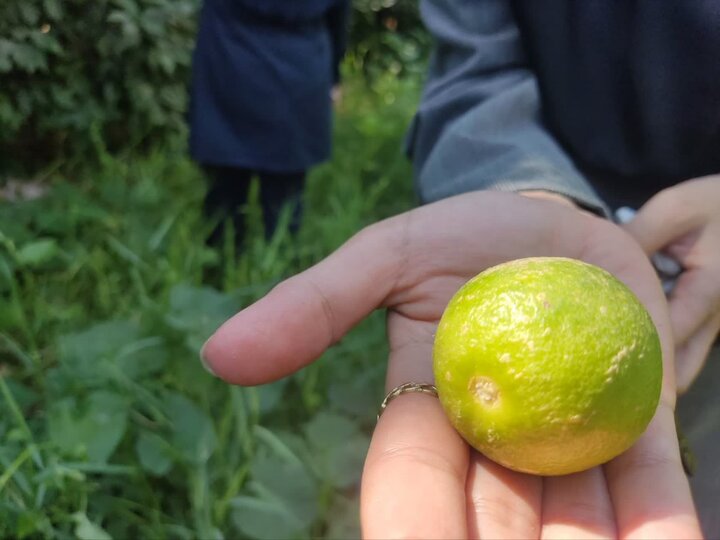 زنگ خطر کنه در باغات مرکبات دهلران/ مبارزه به‌موقع ضروری است