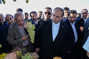 هشتمین جشنواره ملی انگور و دوشاب ملکان