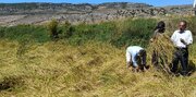 وقتی داس و دانش دست به دست هم می‌دهند / روایت برداشت طلای سفید از پله‌های کوهستان گلوگاه