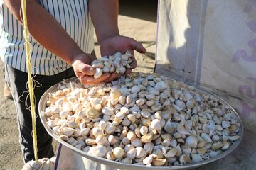 جشنواره ملی سیر و موسیر روستای سولان - همدان