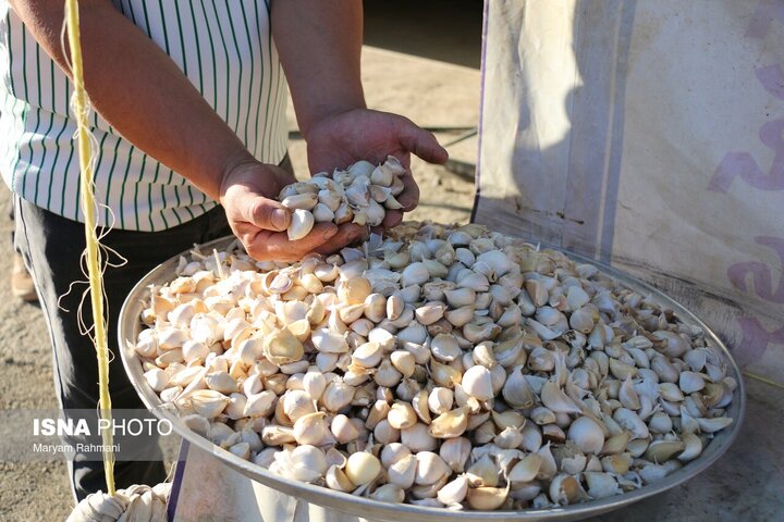 موسیر، طلای سبز دیمزارهای لرستان