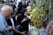 فرماندار کاشان خبرداد: افزایش سطح زیر کشت انگور در کامو و چوگان