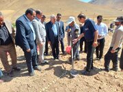 سطح زیرکشت موسیر اسدآباد به ۱۰۰ هکتار می‌رسد
