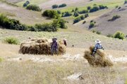 دیمزارهای کم‌بازده فارس برای تولید علوفه به کار گرفته می‌شوند