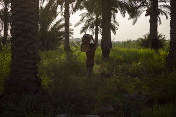 برداشت خرما در خوزستان