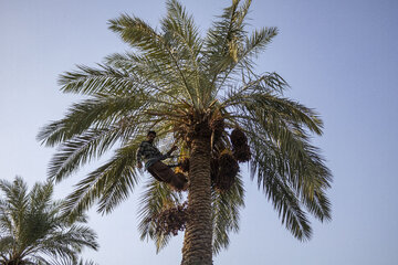 برداشت خرما در خوزستان