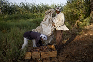 برداشت خرما در خوزستان